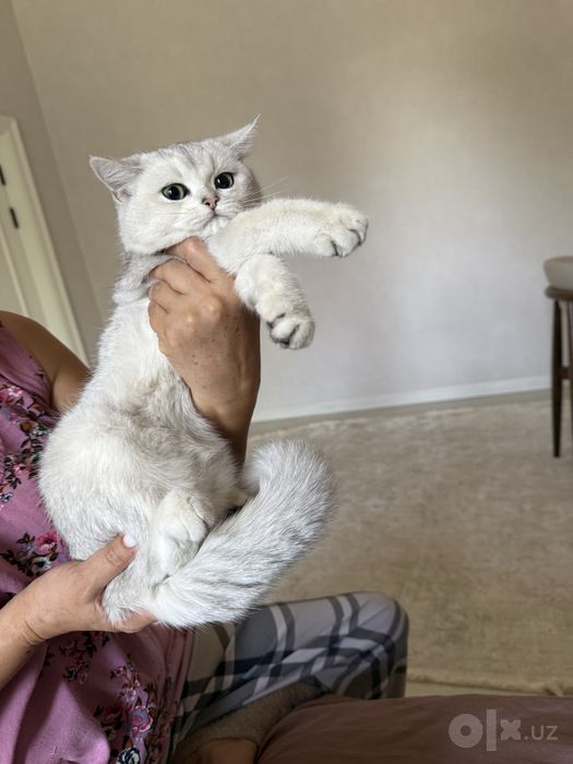 Продается котенок