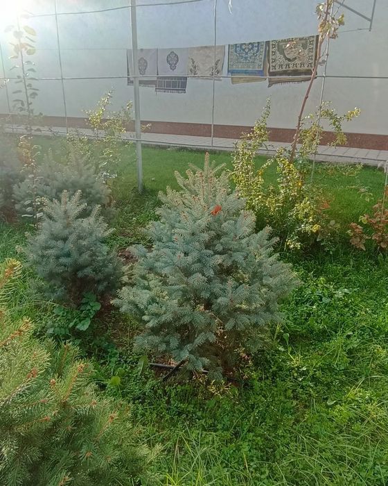 Goluboy yel archa sotuvda