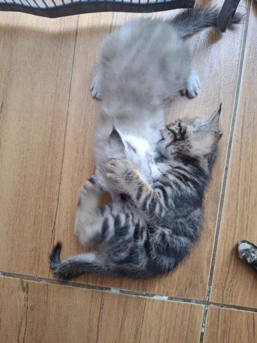 Тегін Мысық,  котята бесплатно.