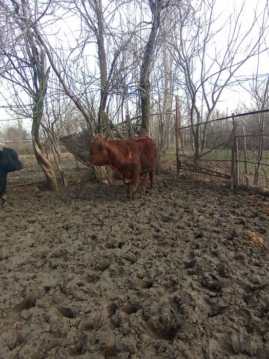 Срочно продам быка.