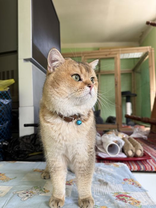 Золотая шиншилла кот на вязку