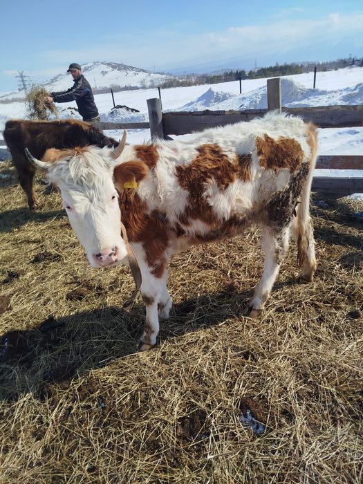 Продам бычков и нетель