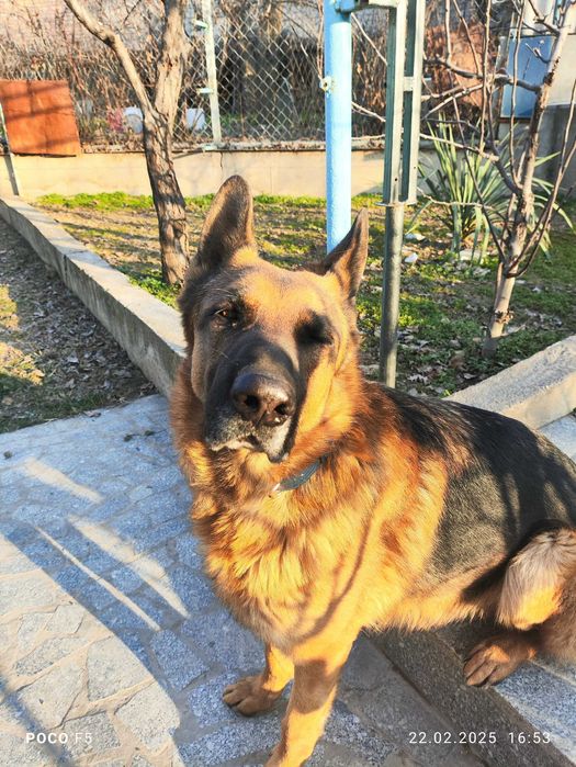 Вязка немецкой овчарки