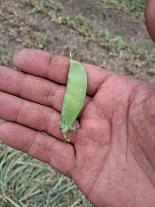 Продавам Фолирани бали смеска грах и тритикале- Сенаж