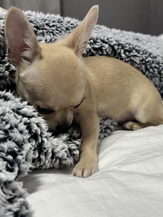 Топ Мини Чихуахуа Момиченце