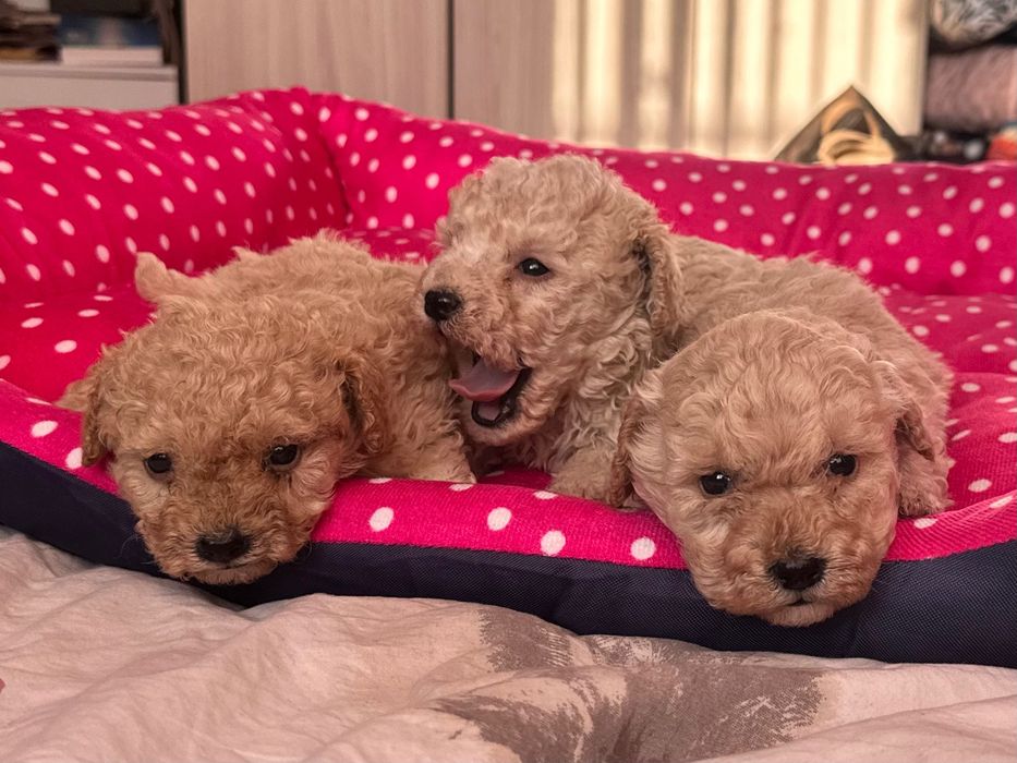 Той пудел, пуделчета