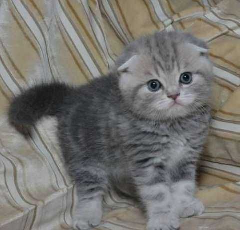 шотландские вислоухие котята