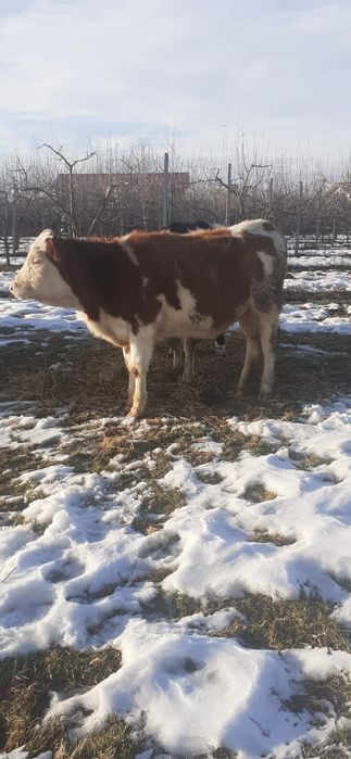 Balțată Românească 5200bucata