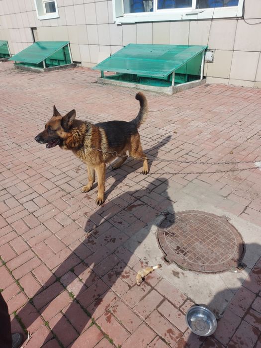 Продам немецкую овчарку