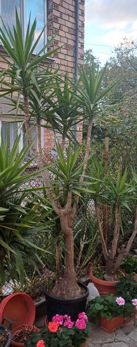 Палма ЮКА 30 годишна