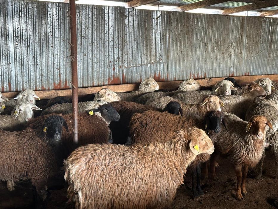 Жемделген кой сатылады