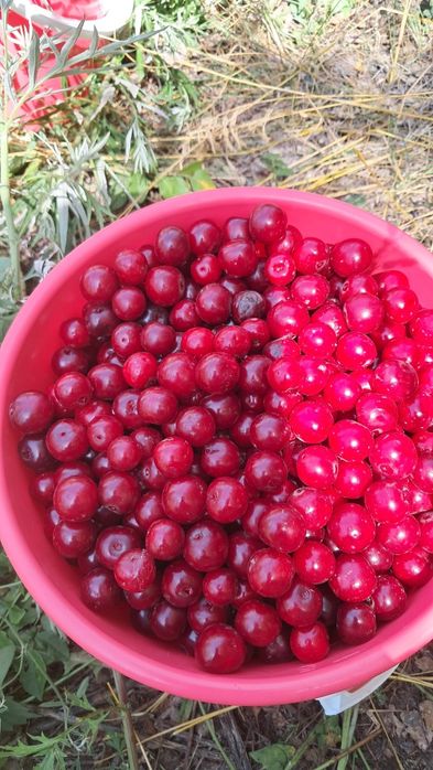 Продам спелую вищн в Астана