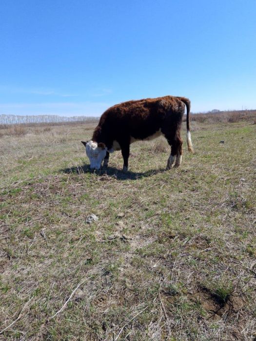 АҚБАС Құнажын Сиыр сатылады