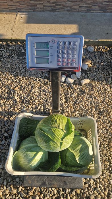 Varza de pastrare Lagrima si Gintama