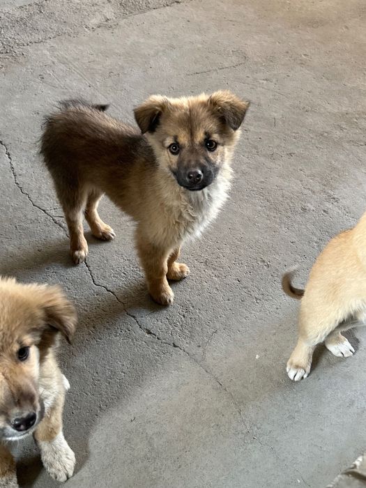 Маленькие собачки