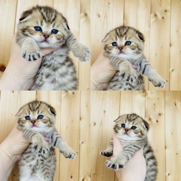 Роскошные шотландские вислоушки!