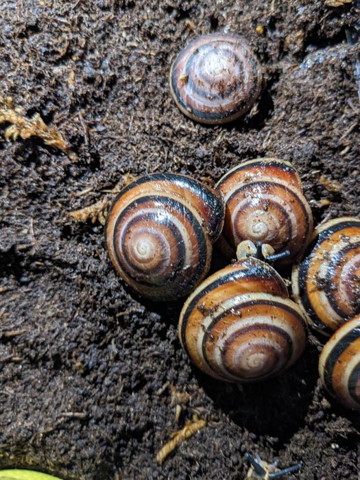 Улитки караколус