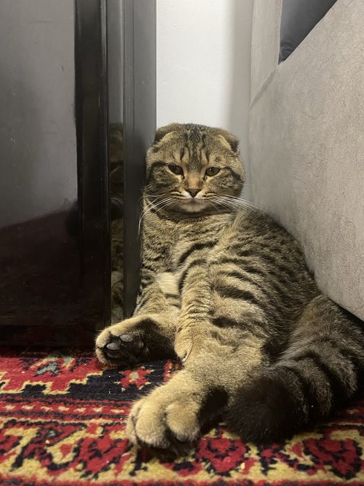 мушук, срочно сотилади