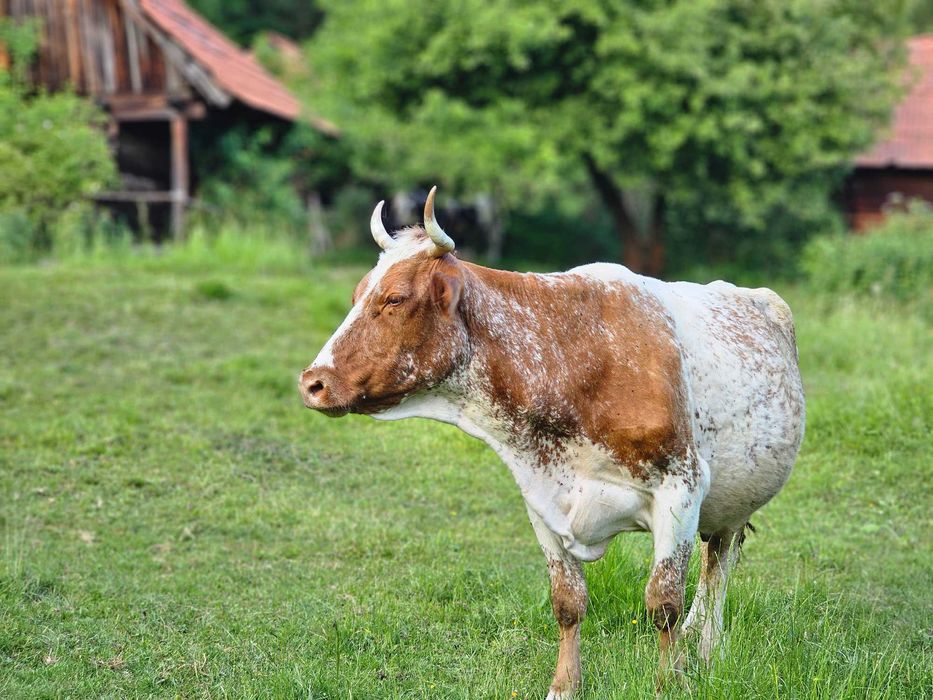 Vaci gestante de vânzare