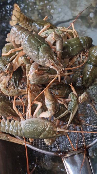 Продам раков дёшево Магазин