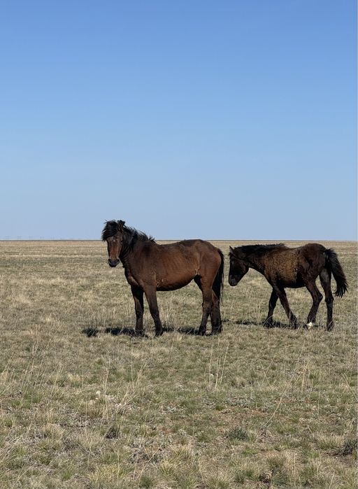 Продам кобыл(байтал)2-х годовалые