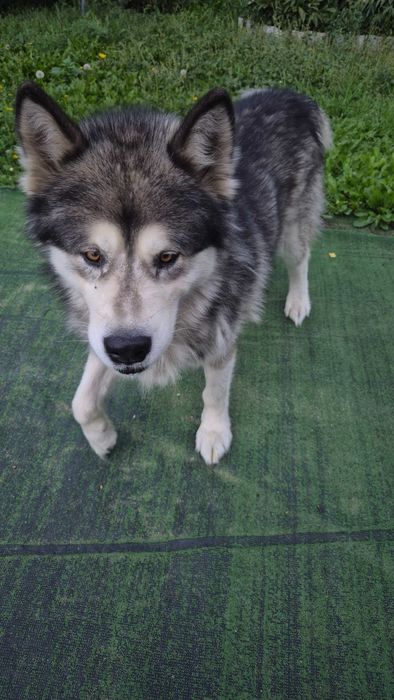 Щенки маламута бесплатно