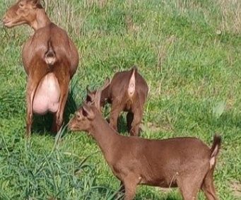 Vindem capre, iezi și iedute de 4 luni.