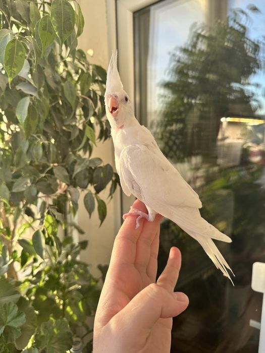 Корелла попугай