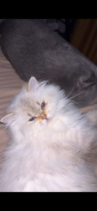pisica british longhair alba