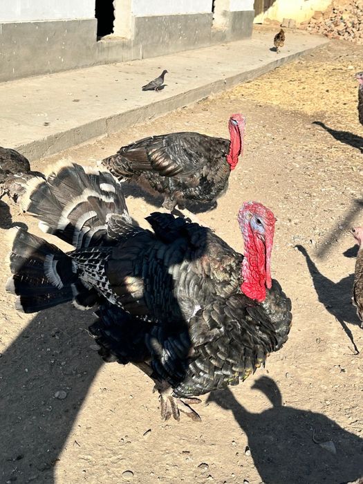 Гибрид туйетауықтар