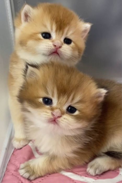 Золотая шиншилла! Чистокровные Британцы.