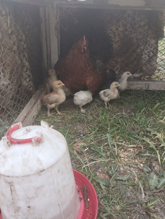 цыплята домашние