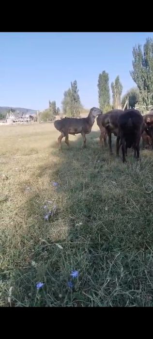 Продам кошкарчика