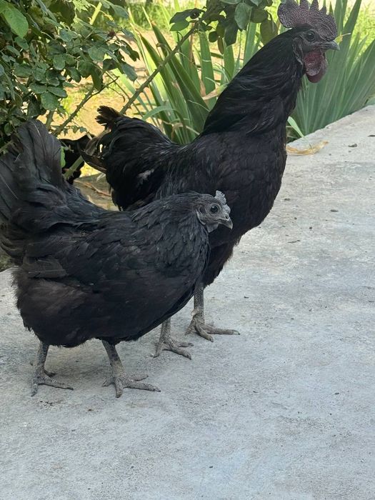 Uhayuli tovuqlar sotiladi