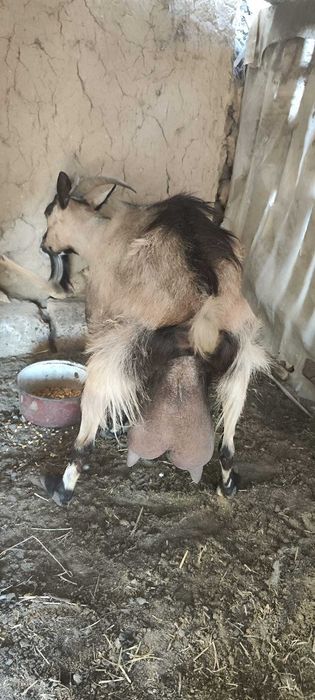 Capre de rasă Sannen-Alpină Franceză