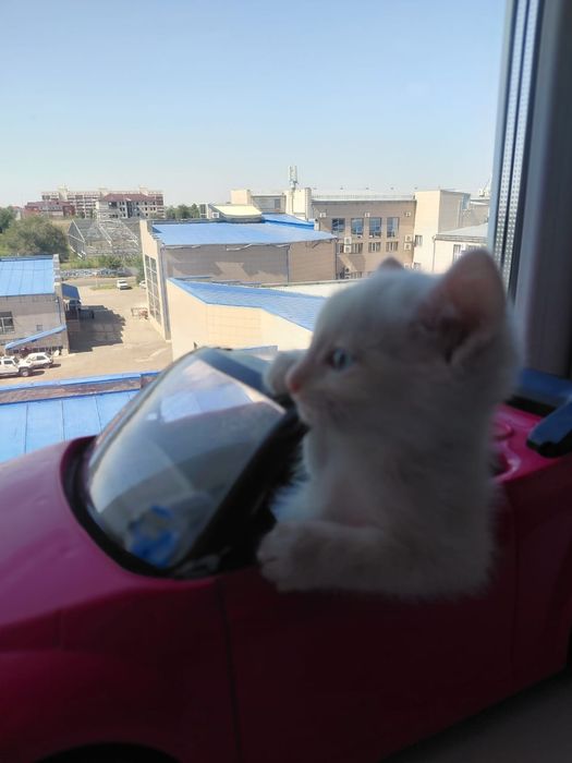 Котёнок в добрые руки