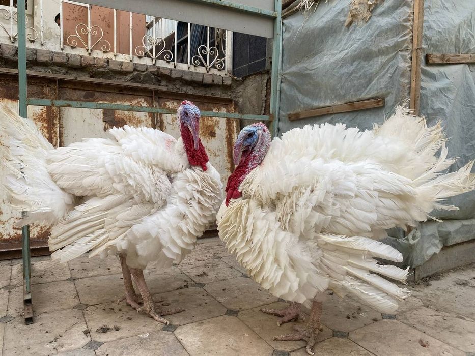 18 кглик куркалар сотилади