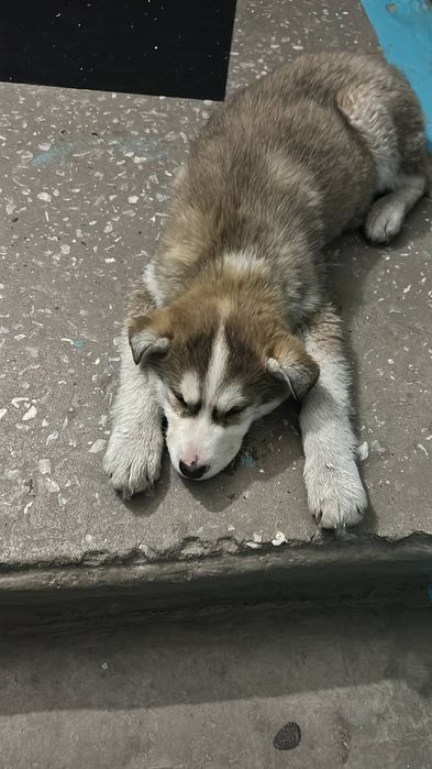 Отдам щеночка в хорошие руки