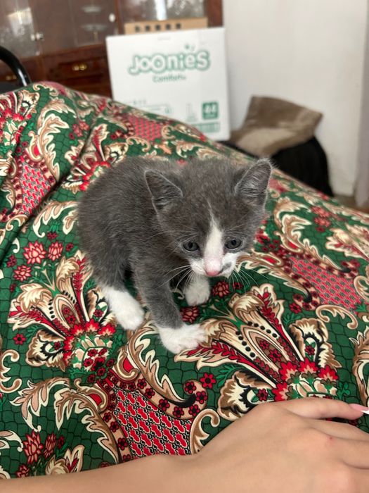 продается котенок