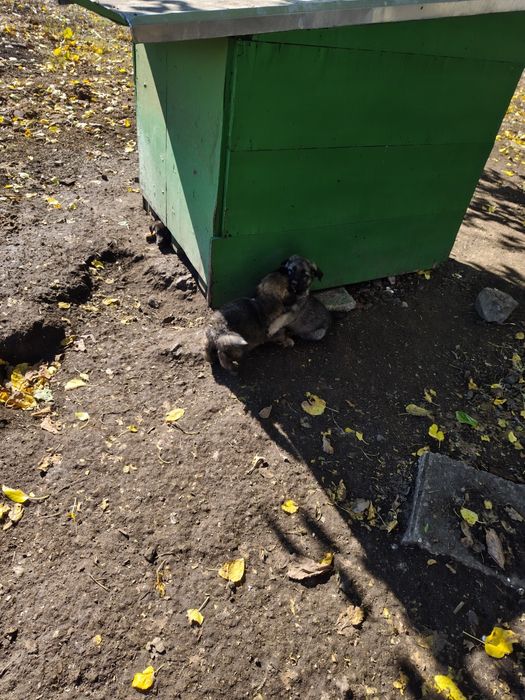 Женска немска овчарка