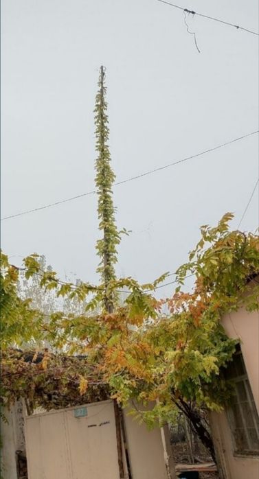 Япоский  ГЛИЦИНИЯ  Glitsina (optom)
хушбой хидли , баланд буйли дарахт