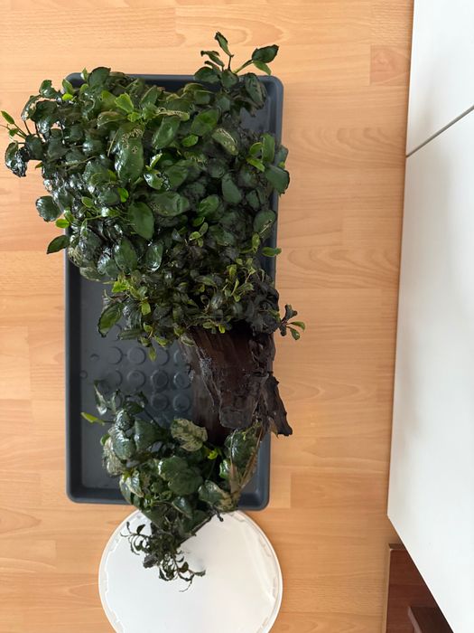 Buturugă cu plante Anubias și Bucephalandra acvariu