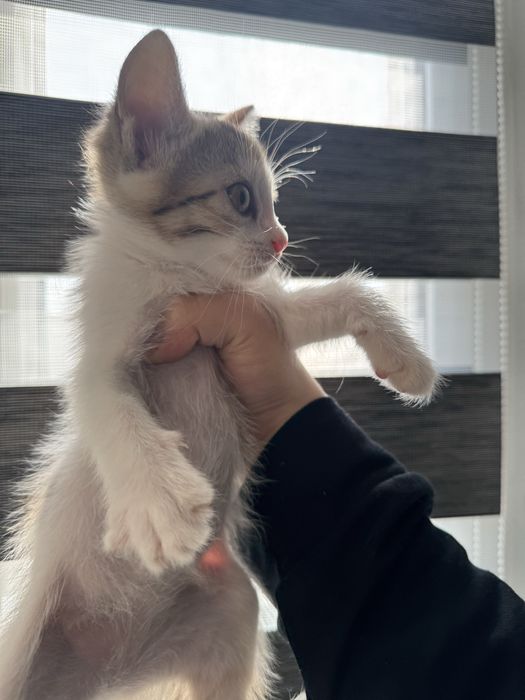 Мушукчалар Термизда