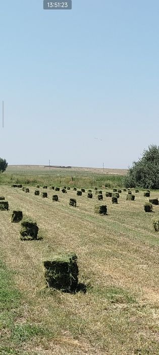 Жонышка прессованый