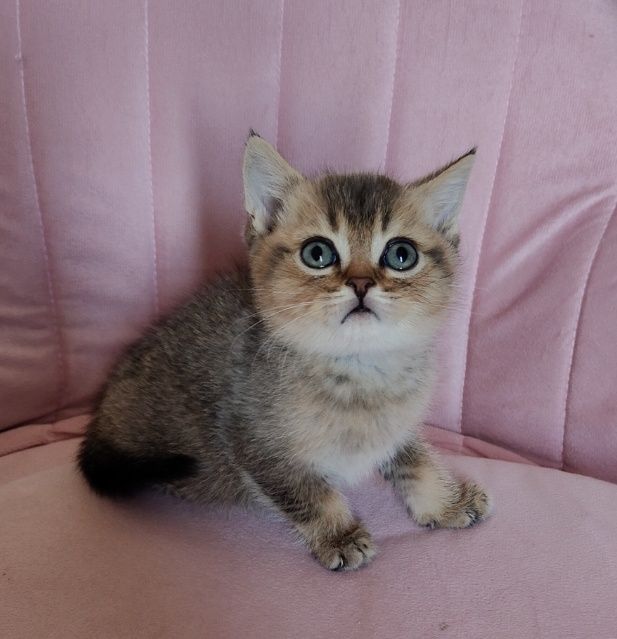 Котята Алматы Шиншиллы