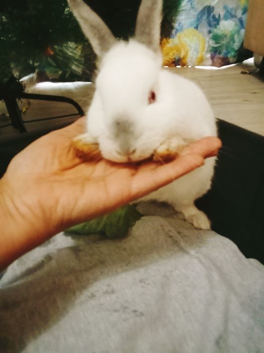 Кролик декоративный