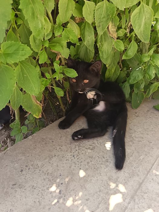 Отдам котят в хорошие руки