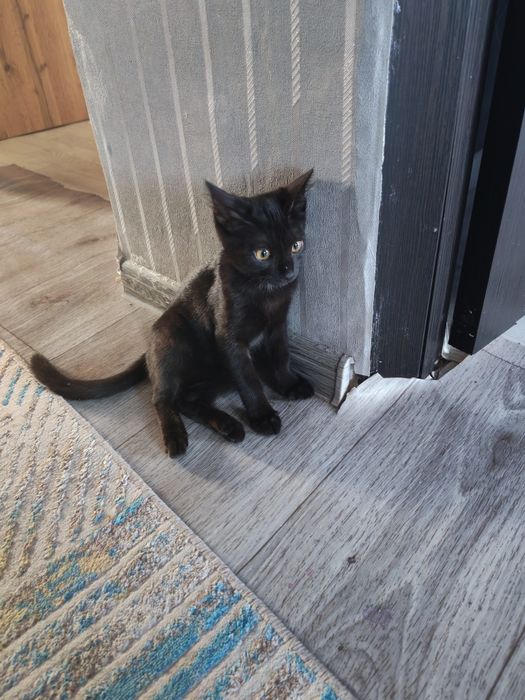 Котёнок бесплатно даром