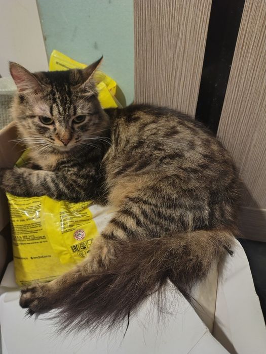 Отдам полумейкунов