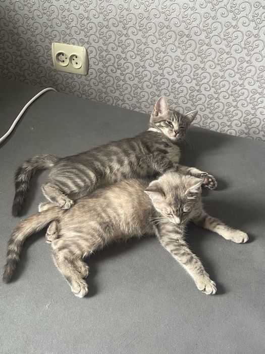 Котенок бесплатно